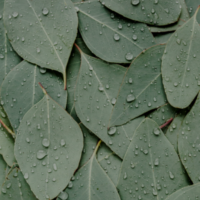 L'eucalyptus est l'ingrédient rafraîchissant de Kneipp.